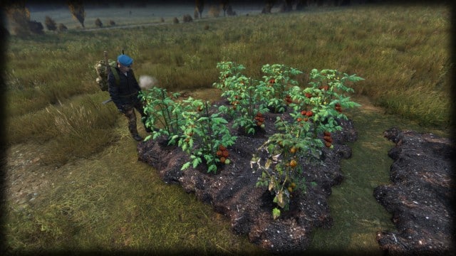 Surviving in DayZ: Essential Tips for Finding Food and Water 12 DayZ Gardening